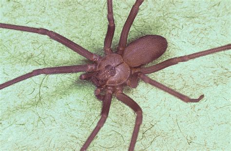 Loxosceles Reclusa Brown Recluse Spider