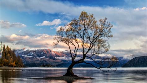 5120x2880 Lone Tree Lake Wanaka 5k Hd 4k Wallpapers Images Backgrounds Photos And Pictures