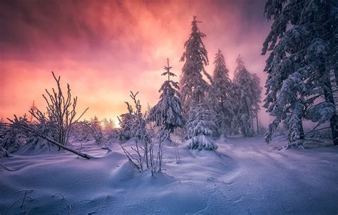 Forest Winter Sunrise Germany Snow Trees Cold