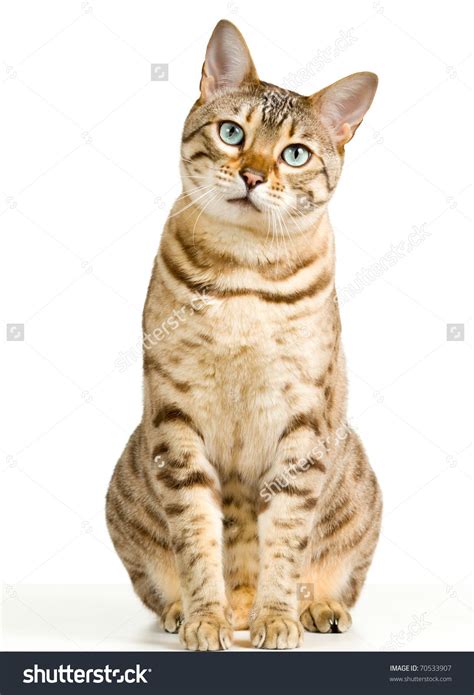 There are various answers to this single question. Cream and Brown Cat | Bengal cat, Cat stock, Bengal kitten
