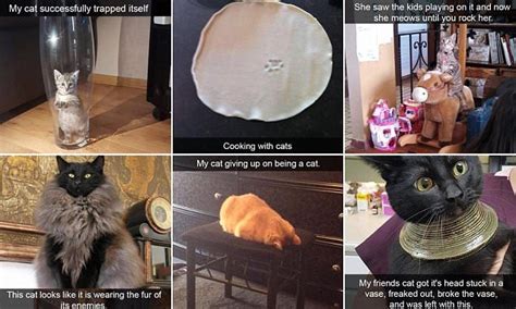 Cat Owners Share Hilarious Snapchat Pictures Daily Mail Online