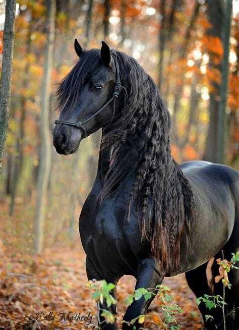 Horses 5 Most Unique Horses In The World — Citimuzik