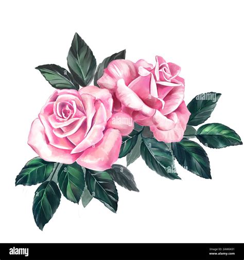 2 Roses Clipart Background
