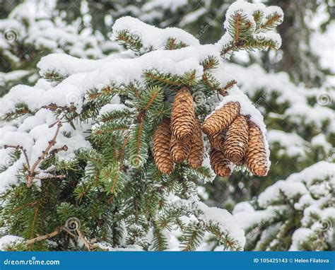 Snow Covered Pine Branches And Cones Closeup Stock Image Image Of