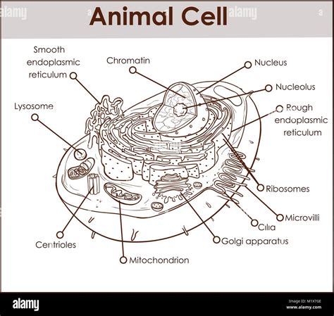 Anatomía De La Célula Animal Con Todas Las Piezas De Estructura