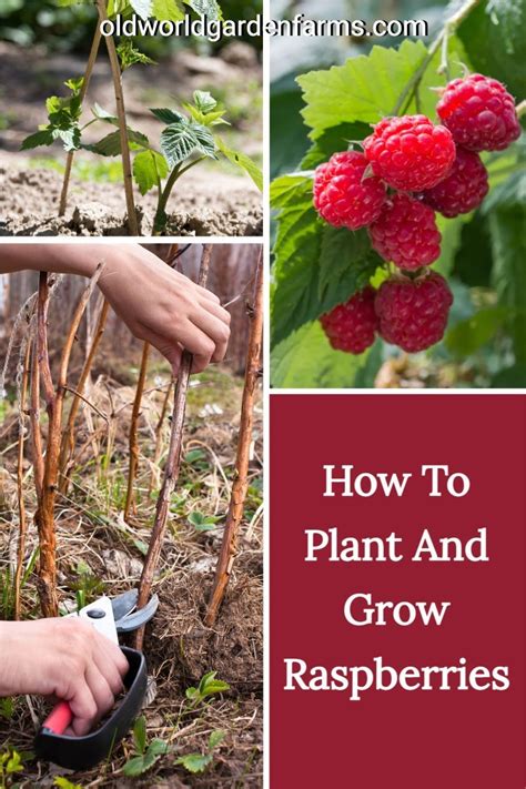 How To Plant And Grow Raspberries The Simple Keys To Success