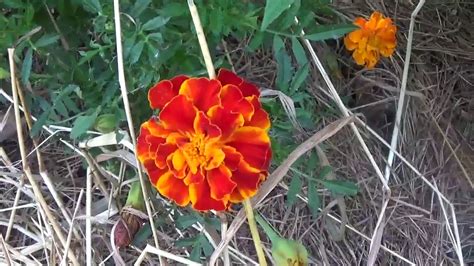 Electroculture-Permaculture-Phenoculture garden Update ! august 17th
