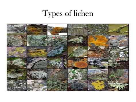 What Are Lichens Types And General Characteristics Of Lichens