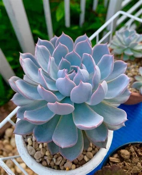 6 Suculentas Azules Que Te Dejarán Boquiabierto Growing Succulents