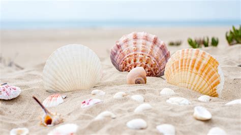 Download Wallpaper Shells On The Ocean Beach 3840x2160
