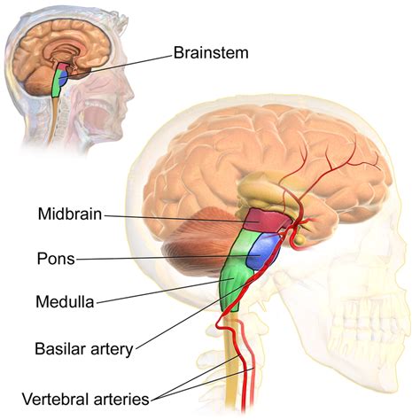 Difference Between Brainstem And Spinal Cord Brainstem Vs Spinal Cord