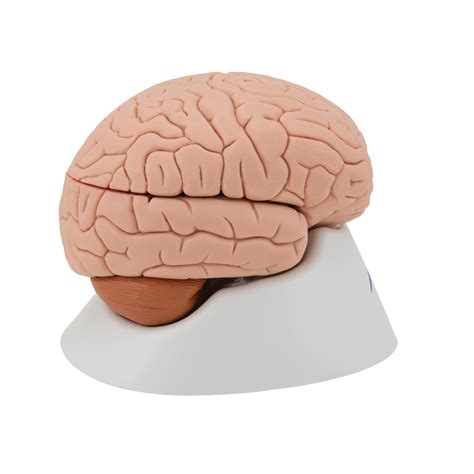 Anatomical Teaching Models Plastic Human Brain Models 4 Part Brain