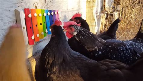 These Chickens Playing A Xylophone Are The Best Thing Ever
