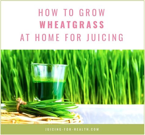 How To Grow Your Own Wheatgrass And Have Constant Supply Of Wheatgrass