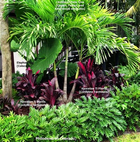 Tropical Landscape Bed This Lush Bed Contains Only 4 Plants The