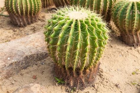 Do Cactus Need Sun The Ultimate Guide