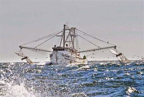 Suspenden Pesca Con Redes En El Alto Golfo De California Teorema
