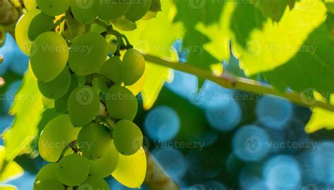 Raisin Vert Mûr Dans Le Vignoble Raisins Vert Goût Doux De Plus En