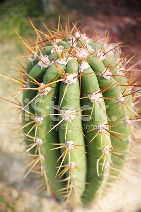 Cactus Stock Photo Royalty Free Freeimages