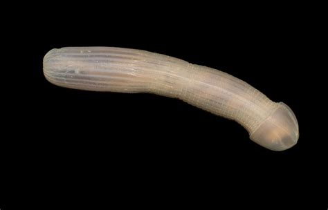 People Are Really Obsessed With This New Deep Sea Worm For Some Reason Metro News