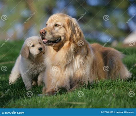 Mother Dog And Puppy Stock Photo Image Of Thoughtful 37540980