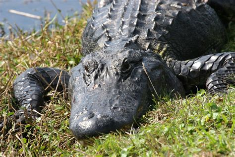 American Alligator (Alligator mississippiensis) 7 | David Syzdek | Flickr