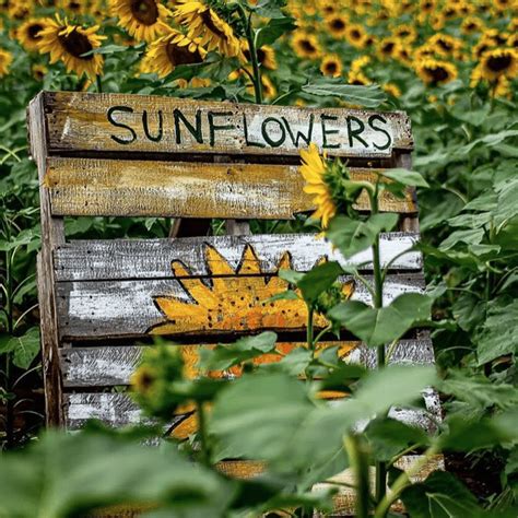 8 Sunflower Farms To Visit Near Hudson County Hoboken Girl