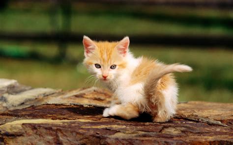 Widescreen Cat Wallpapers Wallpapers Hd Wallpapers 86409