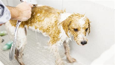 How much should you tip your groomer? Dog Grooming Schedule: How Often Should You Groom Your Dog?