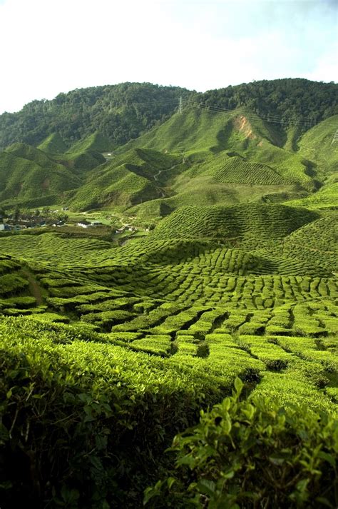 It was marked as public domain or cc0 and is free to use. Free TEA PLANTATION Stock Photo - FreeImages.com