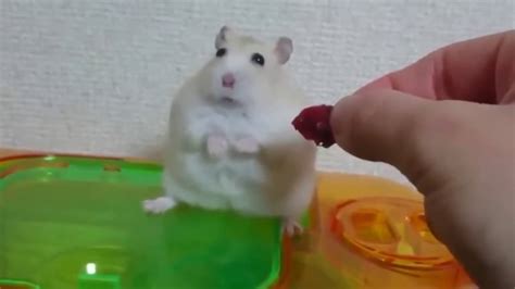 Hamster Got Bad Memories Of The Mankind Youtube
