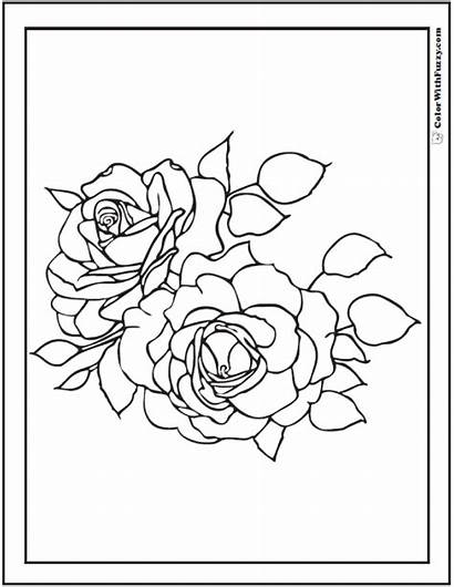 Coloring Rose Pages Roses Printable Pdf Leaves
