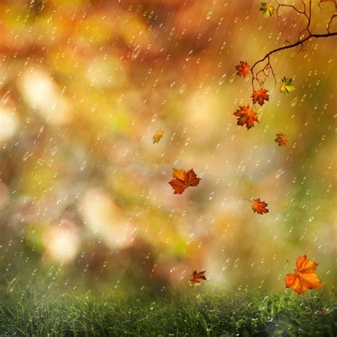 ᐈ Autumn Rain Stock Backgrounds Royalty Free Autumn Rain Photos
