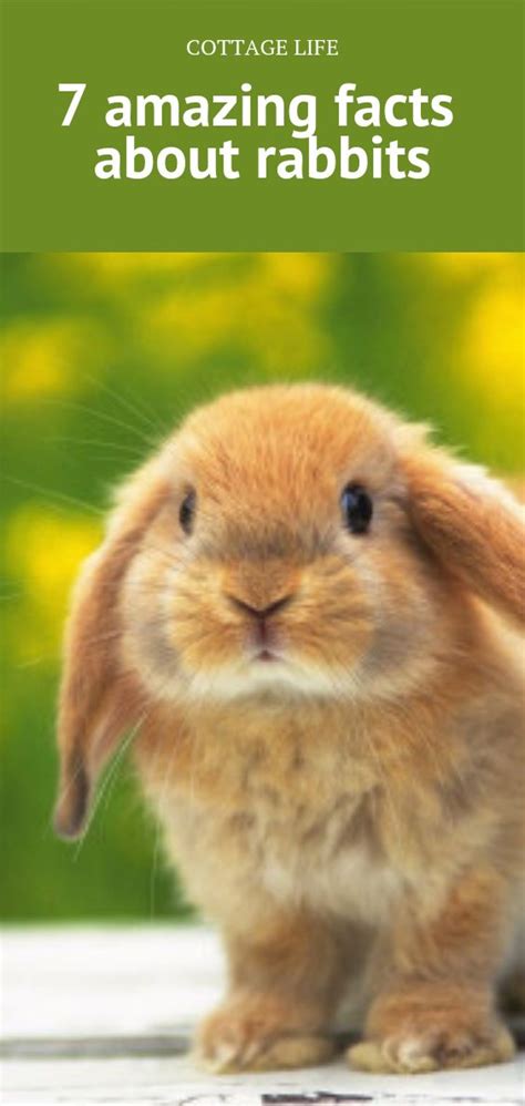 Discover The Fascinating World Of Rabbits