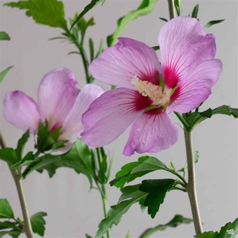 Rose Of Sharon Aphrodite — Green Acres Nursery And Supply
