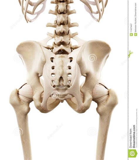 The Human Skeletal Hip Stock Illustration Illustration Of Body 114079407
