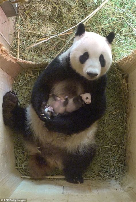 Giant Panda Yang Yang Relaxes With Month Old Twins At Viennas