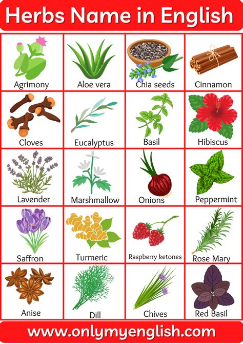 Herbs Name List Of Herbs Name In English Plants Vocabulary Herbal