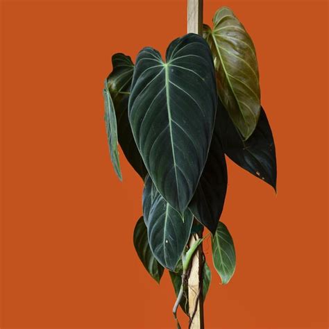 Check spelling or type a new query. Philodendron Melanochrysum was top of my wishlist this summer. Nicknamed black gold this philo ...
