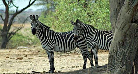 Predators of zebras include lions, leopards, and hyenas. Jungle Maps: Map Of Africa Where Zebras Live