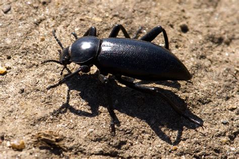 Darkling Beetles The Beetles Order Coleoptera Of Southern California