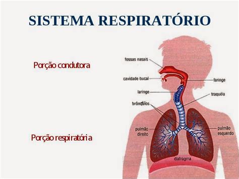 Anatomia E Fisiologia Respiratoria