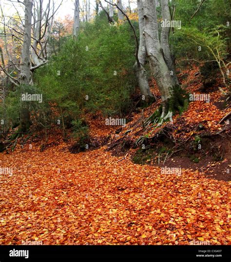 Autumn Centenary Beech Tree Forest In Fall Golden Leaves