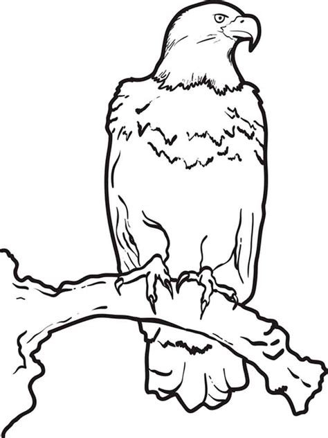 Login to add to favorites. Eagle coloring pages. Download and print Eagle coloring pages