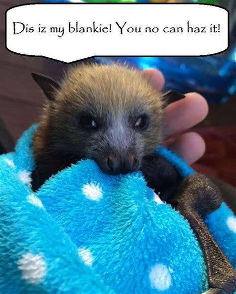 Logan Sanders On Twitter Cute Animals Cute Bat Animals Beautiful