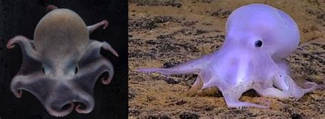 Antarctic Octopuses Marine Science Ireland