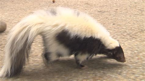 Bill Could Allow Skunks As Pets In Tennessee