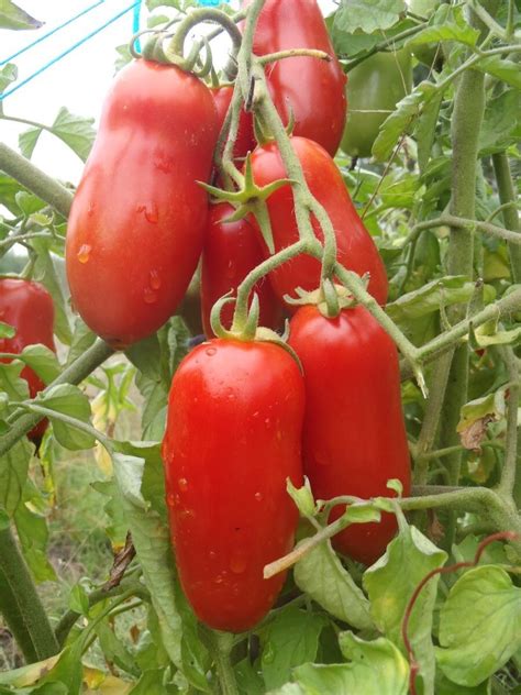 Tomate San Marzano