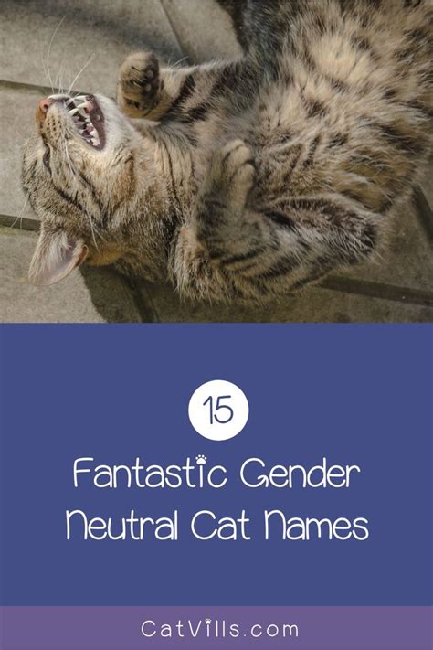 15 Unique & Adorable Unisex Cat Names | Cat names, Girl cat names, Cute