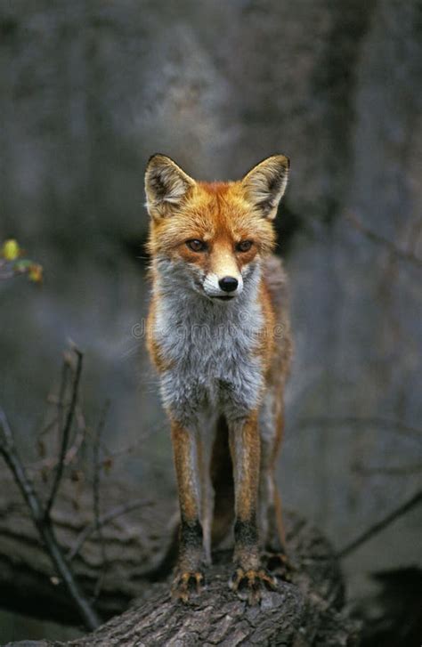 Renard Roux Vulpes Vulpes Stock Image Image Of Canidae 173817471